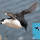 Illustration for article titled Why Did Penguins Stop Flying?